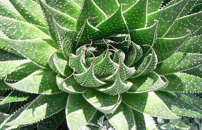 نگهداری کاکتوس گورخری