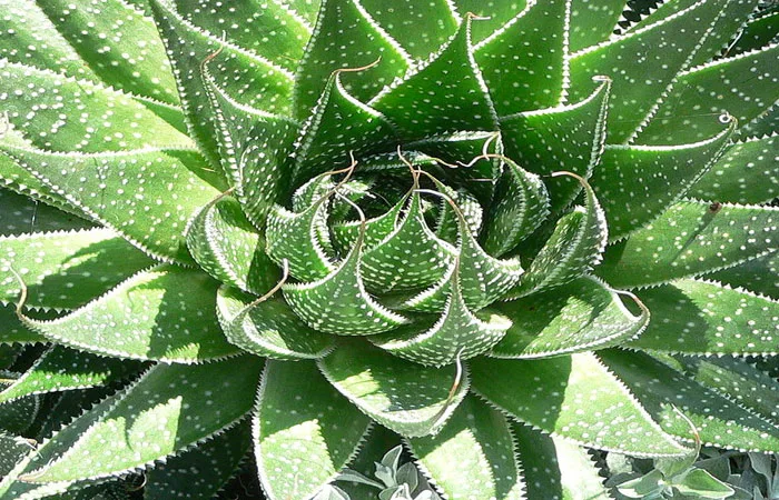 نگهداری کاکتوس گورخری