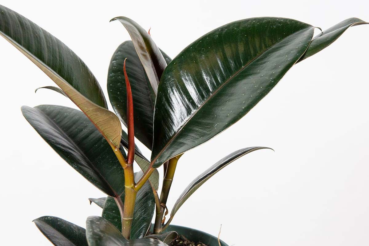 فیکوس الاستیکا یا درختچه کائوچو