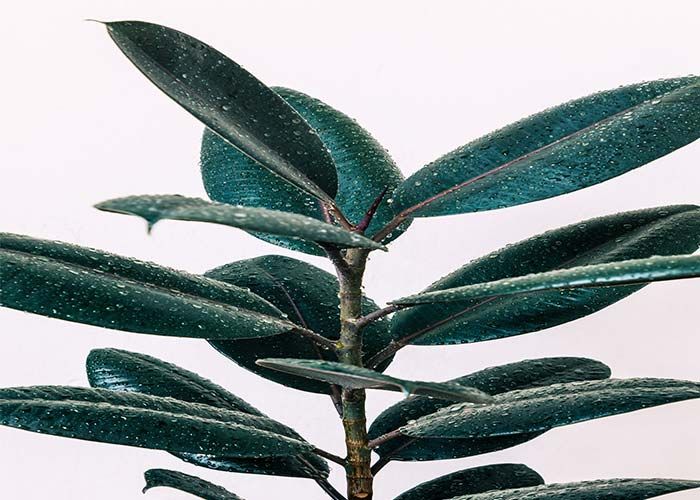 خاک مناسب برای فیکوس الاستیکا