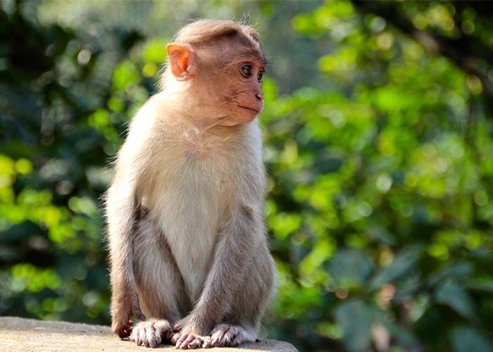 حیواناتی که با میمون اشتباه گرفته میشوند