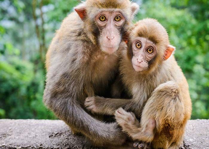 پاسخ به سوالات متدوال در مورد میمون ها