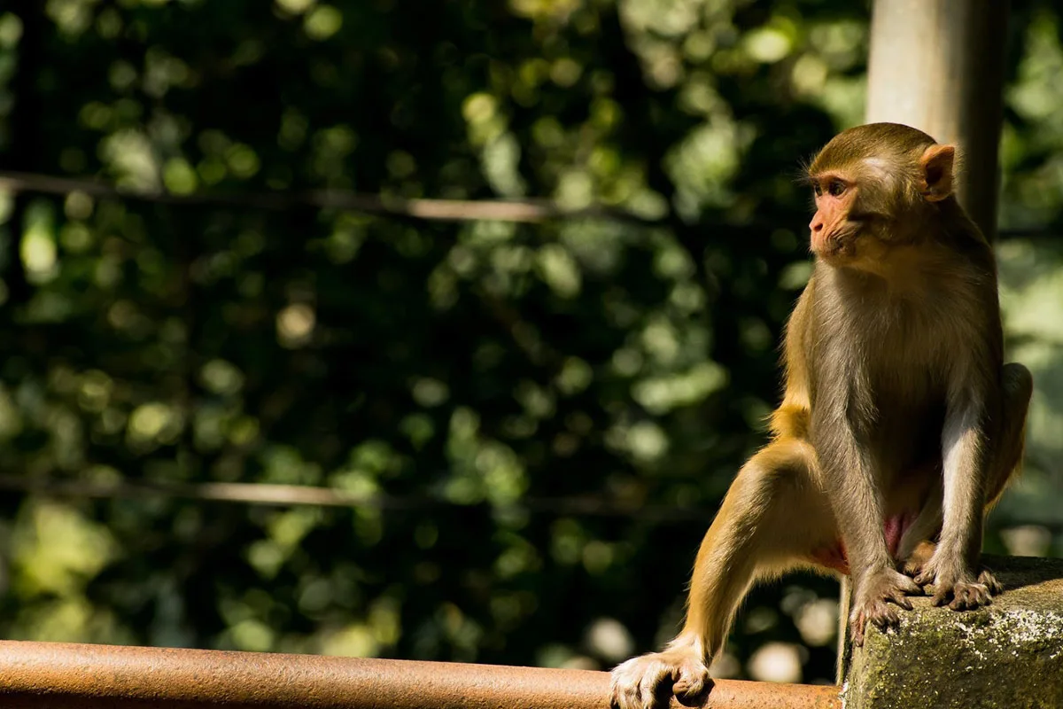 میمون؛ زیستگاه، طول عمر، تغذیه، تولیدمثل و انواع آن