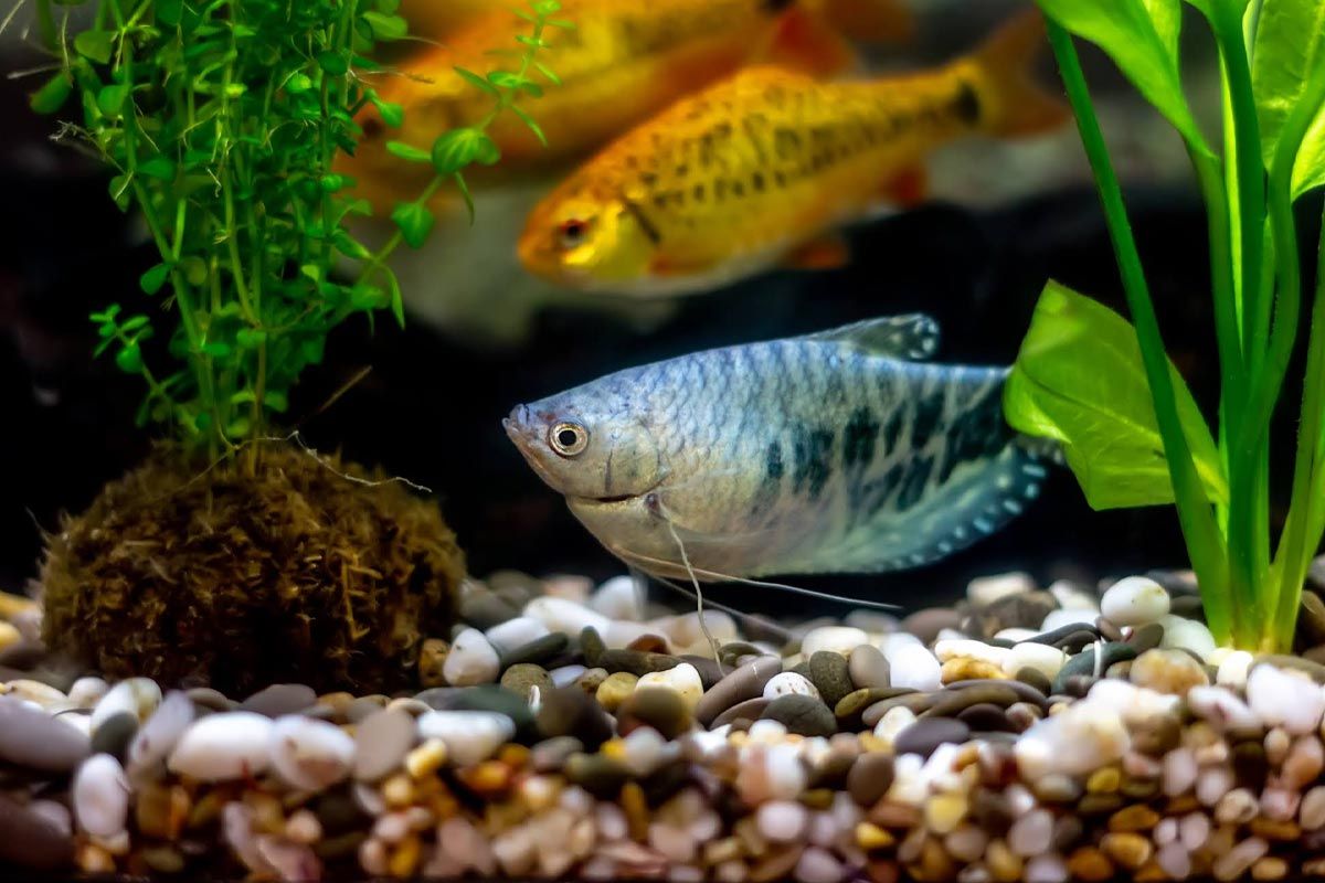 ماهی گورامی