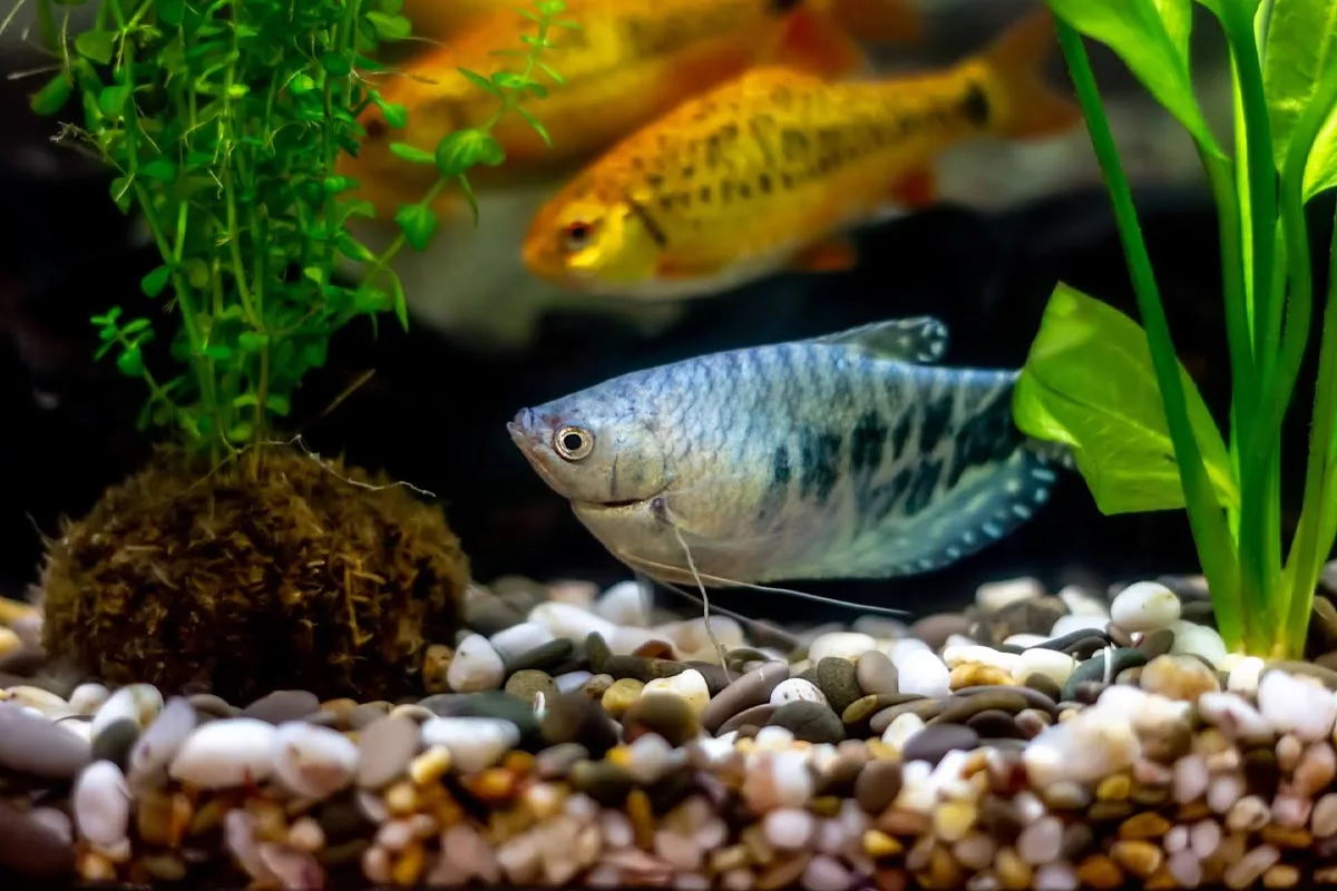 ماهی گورامی