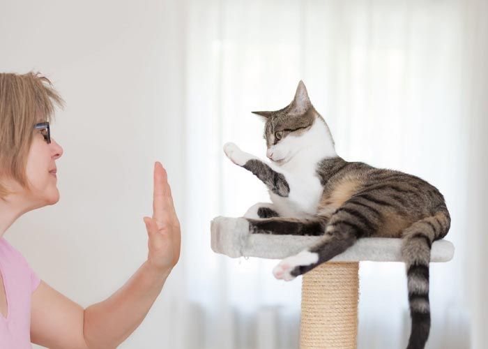 چرا باید اصول تربیت گربه خود را یاد بگیرم؟