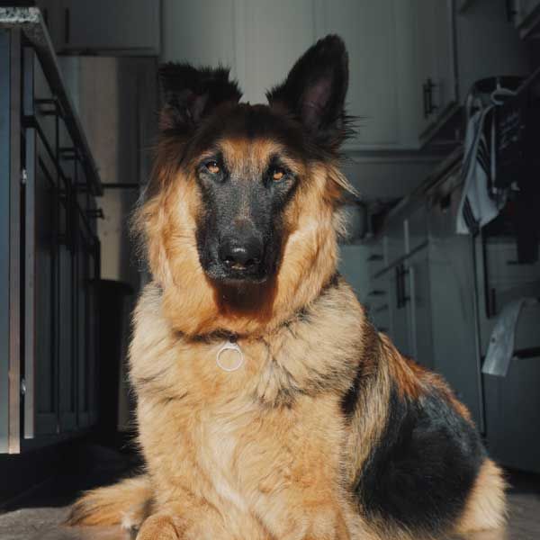 عکس سگ برای پروفایل؛‌ عکس‌هایی زیبا، خاص و با کیفیت
