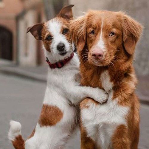 عکس دو سگ بامزه برای پروفایل