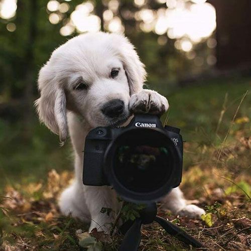 عکس توله سگ با دوربین برای پروفایل