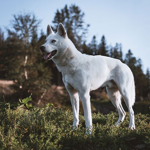 عکس سگ وحشی سفید